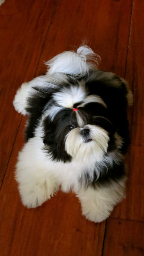 #shih tzu - bertha jr Shih Tzu Rescue, Tattoos Dog, Perro Shih Tzu, Chien Shih Tzu, Shitzu Dogs, Shitzu Puppies, Lion Dog, Shih Tzu Puppy, Shih Tzu Dog