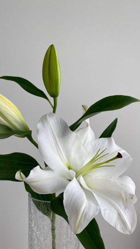 Lilys Aesthetic, White Lily Flower Aesthetic, Lily Flower Aesthetic, Clean Girl Wallpaper, Lilium Flower, White Lily Flower, Lily Wallpaper, Arum Lily, Wallpaper Floral