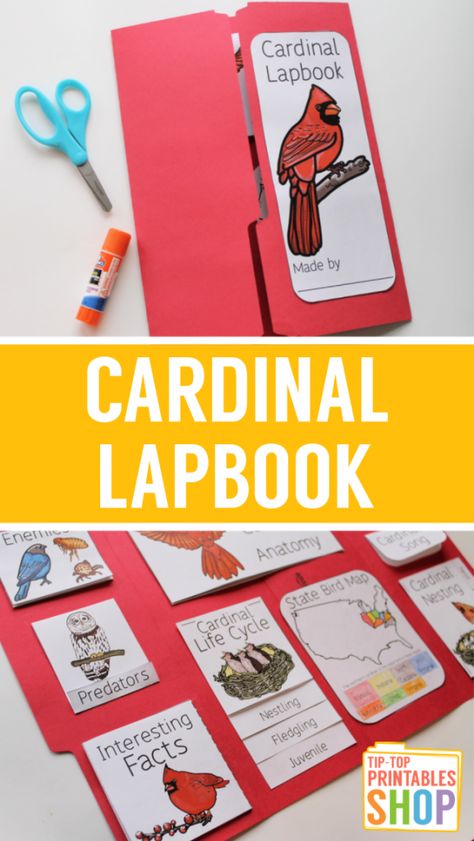 Owl Lapbook, Homeschool Lapbooks, Pyp Exhibition, Homeschool Science Lessons, Homeschool Adventures, Habitats Projects, Animal Studies, Flying Creatures, Accordion Book