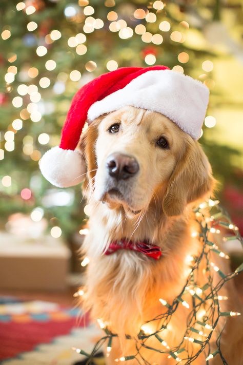 Golden retriever Christmas Christmas Pets Photos, Xmas Photos With Dogs, Cute Christmas Dog Pictures, Christmas Pic With Dog, Golden Retriever Christmas Pictures, Cute Dog Christmas Photos, Mom And Dog Christmas Pictures, Puppy Photoshoot Ideas Christmas, Holiday Photo With Dog