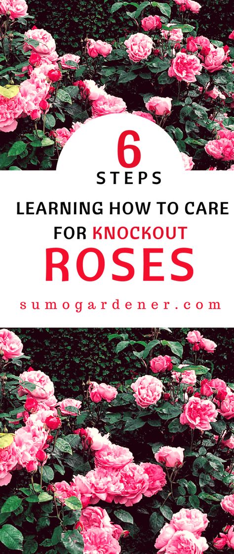 Knockout Roses Care, Roses Garden Care, Rose Bush Care, Rose Plant Care, Knockout Roses, Rose Care, Simple Rose, Rose Trees, Growing Roses