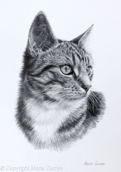 Observation - Graphite pencil drawing, photorealist style Lukisan Haiwan, Pencil Realism, Realistic Cat Drawing, Realistic Animal Drawings, Cats Art Drawing, Pencil Drawings Of Animals, Animal Drawings Sketches, 얼굴 그리기, Cat Tattoo Designs