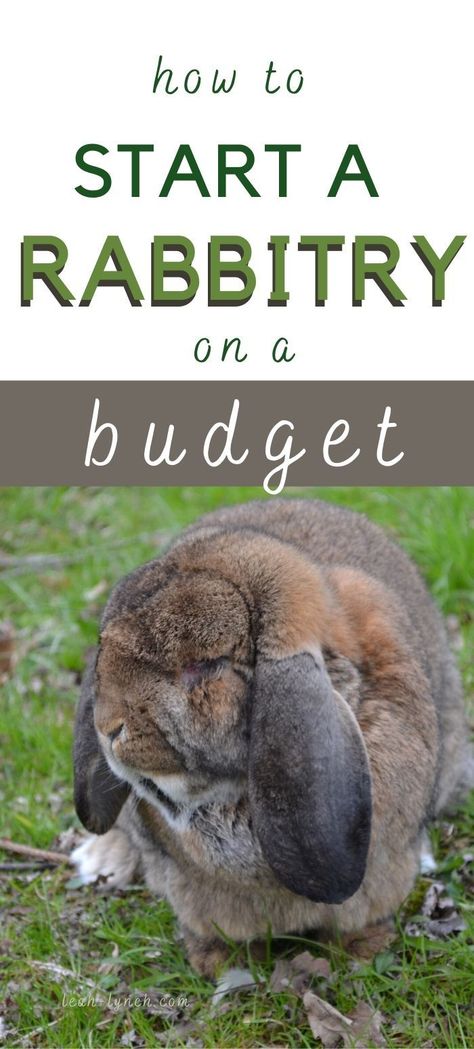 Rabbitry Setup Ideas Shed, Rabbit Breeding Setup, Rabbitry Setup Ideas, Homestead Beginner, Kentucky Homestead, Outdoor Rabbit Enclosure, Rabbitry Ideas, Farm Rabbits, Rabbit Showing