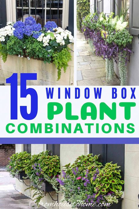 Plants For Planter Boxes Front Porches, Window Boxes Ideas Diy, Best Plants For Window Boxes Full Sun, Windowbox Planter Ideas Full Sun, Window Boxes Ideas For Sun, Pretty Window Boxes, Charleston Flower Boxes, What To Plant In Window Boxes, Window Box Full Sun