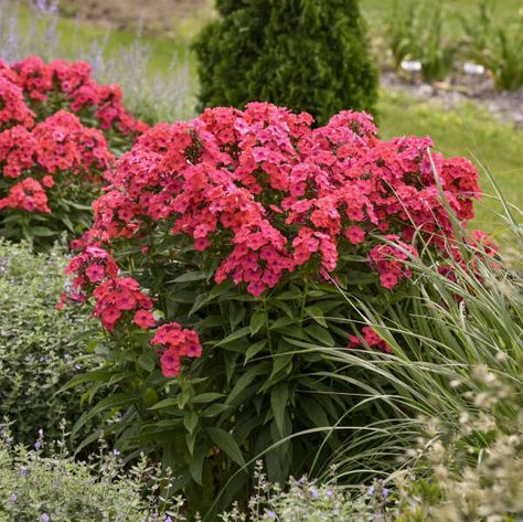 Tall Phlox, Phlox Plant, Proven Winners Perennials, Proven Winners Plants, Phlox Paniculata, Coral Garden, Border Plants, Proven Winners, Attract Pollinators