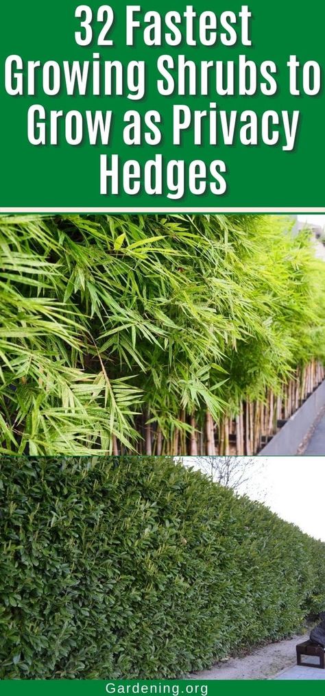 Willow Hybrid Tree Privacy Hedge, Shrubs For Privacy Fast Growing, Hybrid Willow Trees Privacy Hedge, Fast Growing Hedges For Privacy, Evergreen Privacy Trees, Wax Myrtle Tree Privacy Hedge, Plants To Cover Fence, Privacy Trees Between Houses, Evergreen Hedges For Privacy