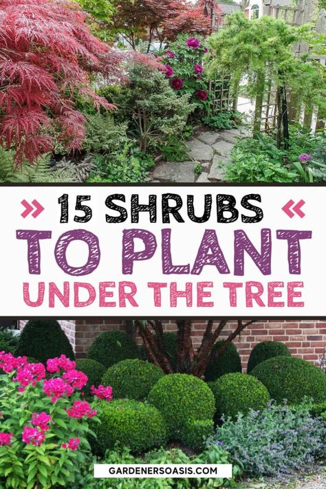 Shrubs In Shaded Areas, Shade Loving Bushes, Evergreens For Shaded Areas, Garden Ideas Shaded Area, Shade Bushes Perennials, Bushes For Shaded Areas, Plants For Shaded Areas Landscaping, Shade Bushes Shrubs, Shady Flower Bed Ideas