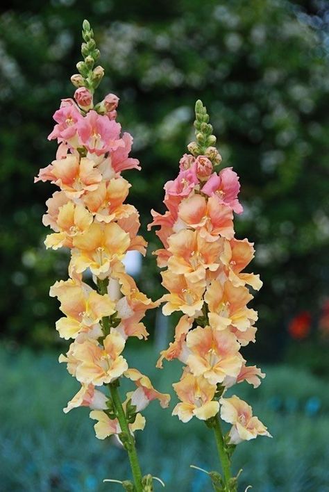 Snapdragon Flowers, Cut Flower Garden, Pretty Plants, Delphinium, Flower Farm, Beautiful Blooms, Flowers Nature, Dream Garden, Cut Flowers