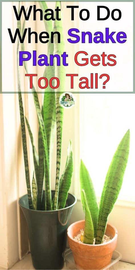 Plant Potting Ideas, Inside House Plants, Potting Ideas, Snake Plant Indoor, Snake Plant Propagation, Indoor Cactus Plants, Indoor Plants Low Light, Snake Plant Care, Leaf Structure