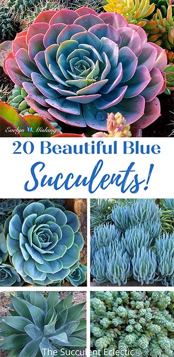 Teal Succulents, Echeveria Imbricata, Succulent Varieties, Succulent Design, Succulent Bowls, Succulent Landscape Design, Blue Succulents, Flowering Succulents, Baby Succulents