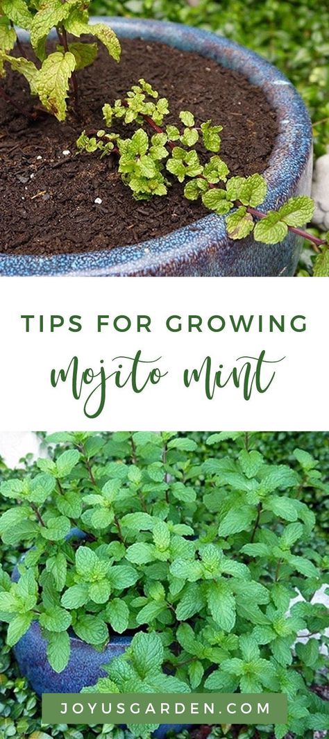 My favorite herb is actually a toss-up between mint, basil, and thyme but mint is the one I use almost every day. I love lemon in my water and when I throw in a few leaves of mint, then all’s well in my world. I love Mojito Mint and was so happy when I found it at the Tucson Farmers Market. Here’s how to grow mojito mint. #mint #mintplant #mojitomint #plant #planting #plantingtips #gardening #gardeningtips #garden #gardener #beginnergardener #beginnergardening #howtogarden Lemon Mint Plant, Basil Mint Recipes, Mojito Mint Plant Uses, Potted Mint, Mint Plant Care, Garden Habitat, Homestead Gardening, Mint Garden, Herbal Health