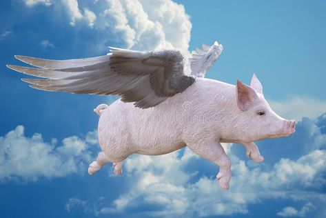 When Pigs Fly, Flying Pig. When pigs fly! A flying pig with wings of feathers fl , #AFFILIATE, #fly, #pigs, #pig, #flying, #Fly #ad Pigs With Wings, Flying Pig Illustration, Blair Core, Pigs Flying, Pig Wings, Pig With Wings, Flying Pigs, When Pigs Fly, Pig Illustration