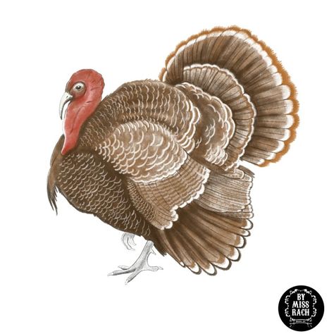 Turkey Drawing Realistic, Thanksgiving Sketches, Turkey Sketch, Turkey Illustration, Turkey Drawing, Thanksgiving Crafts For Toddlers, Thanksgiving Toddler, Turkey Images, People Drawings