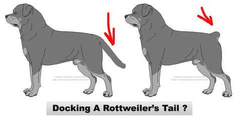 The tradition of tail docking is prevalent even today. People continue to dock the tails of their Rotties till date. However, the reason of rottweiler tail docking has now shifted from a preventive measure of diseases to different other factors now! Rottweiler With Tail, Rottweiler Breed, Yes But, American Kennel Club, Dog Breeder, Guard Dogs, Old Dogs, Go For It, We Fall In Love