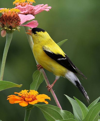 American Goldfinch Goldfinch Bird, Yellow Finch, Gold Finch, American Goldfinch, Finches Bird, World Birds, Tiny Bird, Finches, The Sunflower