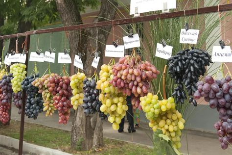 Grapes Tree, Grape Types, Types Of Green, Fig Varieties, Grape Tree, Grape Varieties, Potager Garden, Plant Propagation, Growing Grapes