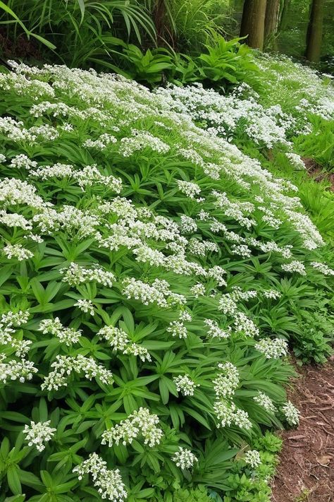 11 Ground Cover Plants For Banks Plants For Steep Banks, Ivy Ground Cover, Best Ground Cover Plants, Vinca Minor, Sweet Woodruff, Ground Covers, Creeping Jenny, Tiny White Flowers, Ice Plant