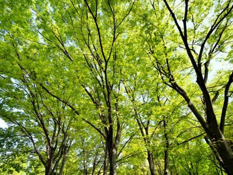 22 Fast-Growing Shade Trees to Plant in Your Yard - Bob Vila Fast Growing Shade Trees, Australian Trees, Eastern White Pine, Farmhouse Landscaping, Bob Vila, Specimen Trees, Fast Growing Trees, Shade Canopy, Shade Trees