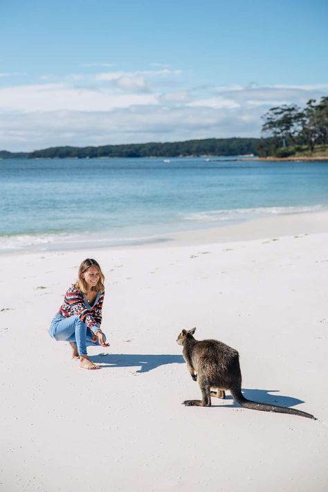 13 AWESOME Things To Do In Jervis Bay NSW 20 Jervis Bay, Bowen Island, Hamilton Island, Fraser Island, Best Beaches, Whale Watching, Turquoise Water, Awesome Things, White Sand Beach