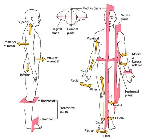 All Description of the human body are based on the assumption that a person is standing erect facing the observer, the upper limbs are by the sides and the face and palms of the hands directed forward, and the lower limbs together with feet are flat on the floor and toes directed forward. This is Anatomical Position. Anatomi Dan Fisiologi, Human Body Diagram, Sagittal Plane, Medical Mnemonics, Body Diagram, Basic Anatomy And Physiology, Human Body Anatomy, Muscle Anatomy, Nursing School Notes