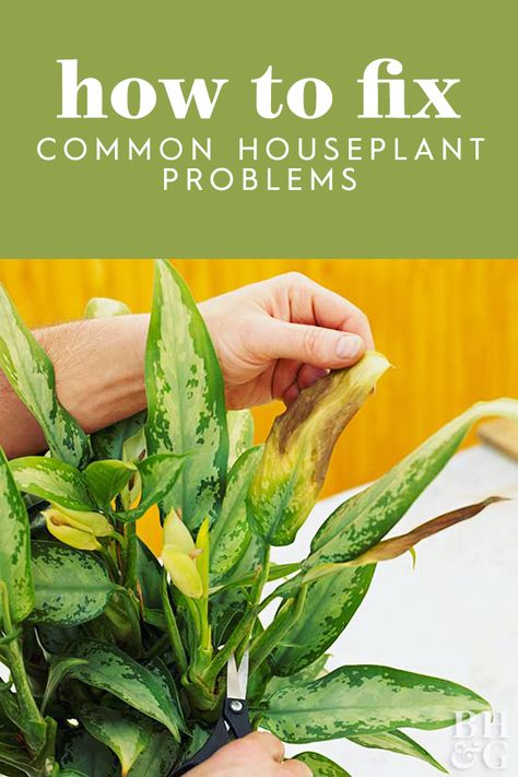 Learn how to decode the messages your plant is sending—and how to fix them. You’ll be back to thriving, happy plants in no time! #houseplanttips #healthyhouseplants #keepinghouseplantsalive #bhg Common House Plants, Growing Food Indoors, Plant Maintenance, Chinese Evergreen, Plant Problems, Indoor Plant Care, Inside Plants, Plant Diseases, House Plants Decor