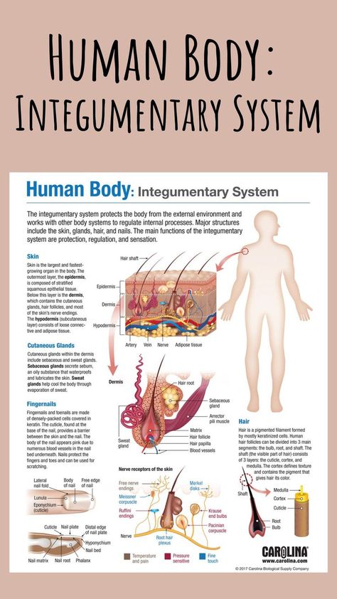 The integumentary system is made up of the skin, hair, and nails. Its main functions are protection, regulation, and sensation. This free infographic provides a colorful representation of the system that’s easy for students to read and understand! #humanbody #integumentarysystem #hair #skin #nails #senses #touch #structureandfunction #anatomy #physiology #anatomyandphysiology #a&p #nursing #doctor #infographic #bodysystems #science #research Integumentary System Project, Skin Anatomy, Integumentary System, Basic Anatomy And Physiology, Nursing Student Tips, Human Body Anatomy, Organ System, Medical School Inspiration, Medical School Studying