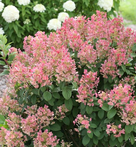 Smaller variety with cone shaped blooms that open earlier than most varieties. The blooms change from white to reddish-pink. The smaller size fits into most any size garden area for late season color. Landscaping With Limelight Hydrangeas, Tall Hydrangea Bush, Fire And Ice Hydrangea, Best Hydrangeas For Full Sun, Quick Fire Hydrangea Landscaping, Incrediball Hydrangea Landscaping, Quick Fire Hydrangea, Hardy Hydrangea, Hydrangea Season