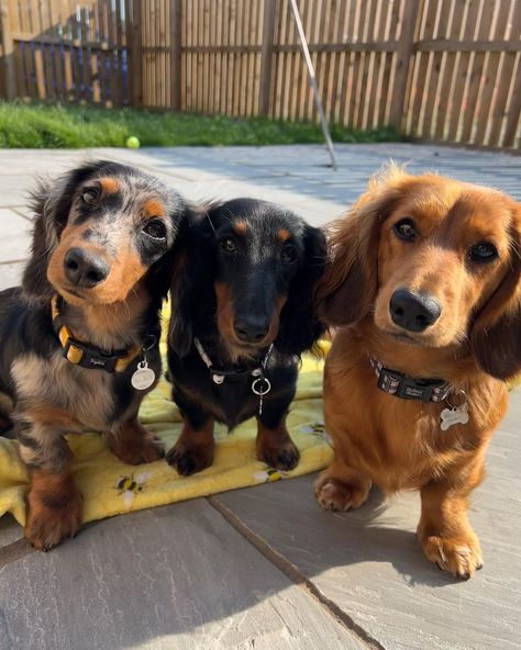 Most Cutest Dog, Mixed Dog Breeds, Dachshund Colors, Puppies Dachshund, Miniature Dachshund Puppies, Daschund Puppies, Hybrid Dogs, Weiners, Dachshund Mom