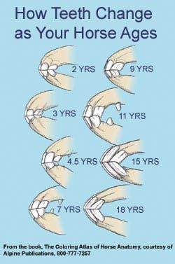 Image placeholder title Horse Teeth, Horse Age, Equine Care, Horse Lessons, Studera Motivation, Horse Information, Healthy Horses, Vet Medicine, Horse Care Tips