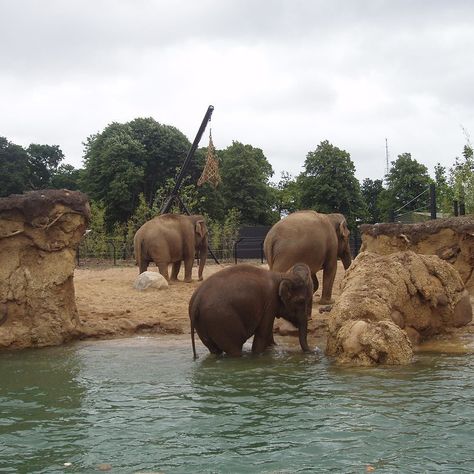 Well this water is far to cold! www.zoovue.com #protection #conservation #wildlife #zoo #elephant Zoo Elephant, Dublin Zoo, Homeschool Field Trips, Cincinnati Zoo, Forest Trail, Asian Elephant, Ireland Travel, Zoo Animals, Family Time