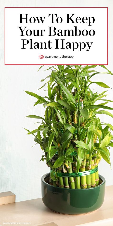 Here's how to grow and care for bamboo plants #gardening #gardeninghacks #plants #houseplants #indoorplants #plantguides #plantcare #planttips #bamboo #bambooplant #lowmaintenanceplants Bamboo Plant Indoor, Lucky Bamboo Care, Indoor Bamboo Plant, Bamboo Plant Decor, Bamboo House Plant, Bamboo Plant Care, Indoor Bamboo, Growing Bamboo, Lucky Bamboo Plants