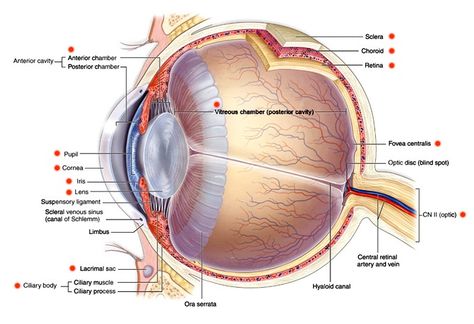 Want to know more about ocular anatomy? Learn about key features of the eye, from the retina to the lens, cornea to optic disc. Ocular Anatomy, Eyeball Diagram, Eye Anatomy Diagram, Eye Diagram, Eye Structure, Eye Anatomy, Anatomy Lessons, Surgical Technologist, School Material