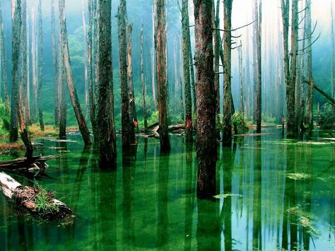 Amazon Rainforest, youramazingplaces.com Amazon Forest, Brazil Travel, Forest View, Forest Wallpaper, Amazon Rainforest, Tropical Rainforest, Nature Wallpaper, Bolivia, In The Woods