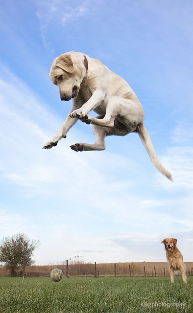 Leaping Labradors #aww #cute #animal # humor #pets #sweet  #photography #awesome #picture More cute things: www.glueckstueck.com Be a Fan: www.facebook.com/glueckstueck Flying Dog, Dog Rules, Dog Photography, Animal Tattoos, Baby Dogs, Akita, 귀여운 동물, I Love Dogs, Dog Love