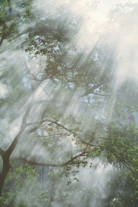 Foggy Forest, Personal Aesthetic, Arte Inspo, Foto Inspiration, Nature Aesthetic, Green Aesthetic, Pretty Pictures, Beautiful World, Mother Nature