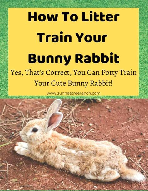 Find The Hidden Words, Bunny Care Tips, Lionhead Bunny, Rabbit Enclosure, Pet Rabbit Care, Rabbit Habitat, Rabbit Diet, How To Potty Train, Rabbit Treats