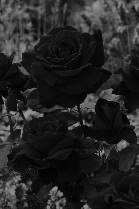 Black Roses Wallpaper, Black Rose Flower, Red Roses Wallpaper, Dark Flowers, Black Roses, Gothic Aesthetic, Goth Aesthetic, Black And White Aesthetic, Black Flowers