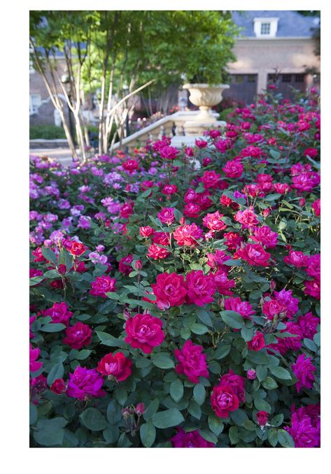 Petite Knockout Roses Landscaping, Knockout Roses In Landscaping Ideas, Knock Out Roses Landscape Ideas, Knockout Rose Tree, Modern Backyard Garden, Double Knockout Roses, Southern Landscaping, Ideas For Front Yard, Flower Garden Decorations