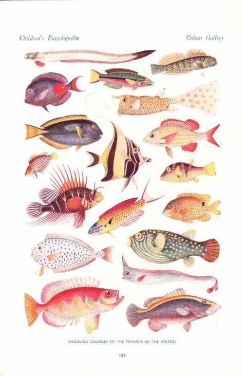 Classic print of types of fish - this will look great framed. image size smaller than page size This is a printed page from the original book, not a scan, reproduction or colour print  another fish print on the reverse. in good condition Each illustration comes packaged inside a protective cardboard mailer. For more FISH prints: https://www.etsy.com/shop/theStoryOfVintage/search?search_query=fish Fish Species Chart, Dragonfly Facts, Fish Types, Fish Poster, Fish Prints, Fisherman Style, Fish Graphic, Fish Illustration, Beach Theme Decor