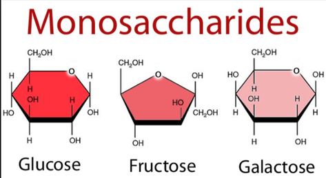 Carbohydrates importance, Types of Isomerism, Monosaccharides & Disaccharides Words To Describe People, Biology College, Federal Resume, Ap Biology, Chemistry Notes, Biology Lessons, Chemical Structure, Biology Notes, Diagram Design