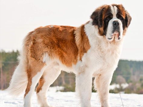 Pet Anime, Saint Bernard (dog), Saint Bernards, St Bernard Puppy, Big Dog Breeds, Huge Dogs, St Bernard Dogs, Bernard Dog, San Bernardo