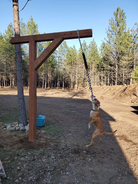 Outdoor Dog Area, Dog Boarding Ideas, Backyard Dog Area, Dog Play Area, Puppy Playground, Hotel Pet, Indoor Dog Park, Dog Friendly Backyard, Dog Boarding Facility