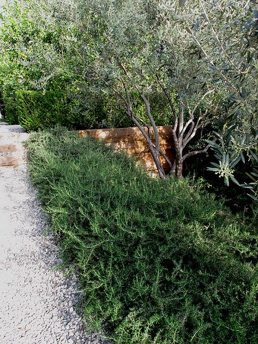 A low hedge of rosemary lines a tidy gravel path | by ivette Soler. Potager (ornamental vegetable/kitchen garden) of Pae White and Tom Marble Rosemary Shrub Landscape, Olive Hedge, Rosemary Officinalis, Olive Tree Landscape, Rosemary Hedge, Olive Trees Landscape, Mediterranean Garden Design, Driveway Landscaping, Mediterranean Landscaping