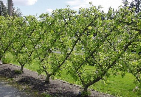 Espalier Fruit Trees, Fence Outdoor, Natural Fence, Living Fence, Mother Earth News, Veg Garden, Vegetable Garden Design, Backyard Garden Design, Fruit Garden