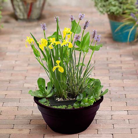 This patio pond plant kit makes a fantastic gift idea and contains everything that you need to grow beautiful pond plants on your patio to create an eye-catching display. We include everything that you need to add colour, interest and height to your pond. A complete pond plant growing kit, simply add the soil into the planter, add the plants, cover with gravel and hey presto, instant pond garden! Once established, you also have the option to transplant your mature plants to a main pond and start Large Patio Planters, Beautiful Pond, Pond Kits, Patio Pond, Cheap Plants, Pond Garden, Decorative Gravel, Growing Gardens, Plant Seedlings