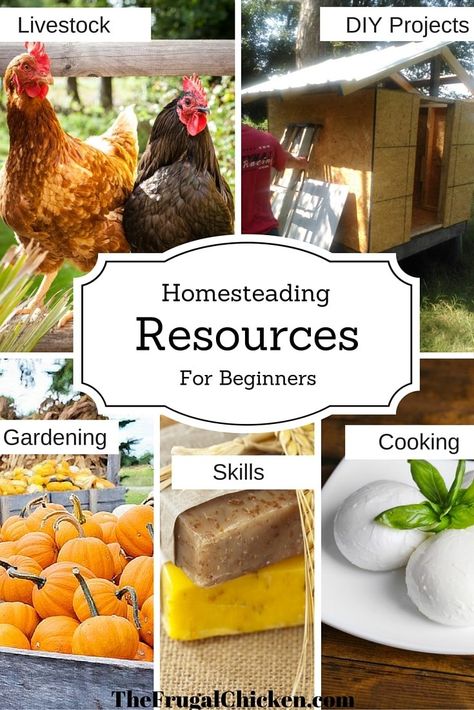 Homesteading Resources For Beginners Gardening Diy Projects, Organic Fertilizers, Modern Homesteading, Homesteading Diy, Garden Cooking, Homestead Farm, Raising Backyard Chickens, Homestead Gardens, Homesteading Skills