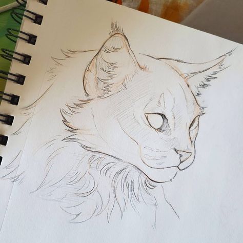 Cat Drawing Sketches, Cat Drawing Ideas, رسم كاريكاتير, Cat Drawing Tutorial, Cats Art Drawing, Výtvarné Reference, Animal Drawings Sketches, Cat Drawings, Siluete Umane