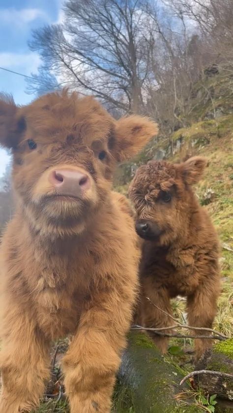 “I can drink tea until the cows come home and I love the atmosphere in tea-shops.” in 2022 | Pet cows, Baby farm animals, Cute wild animals Cute Animal Character, Pet Cows, Cattle Ranch, Mini Cows, Pet Illustration, Baby Farm Animals, Fluffy Cows, Animal Character