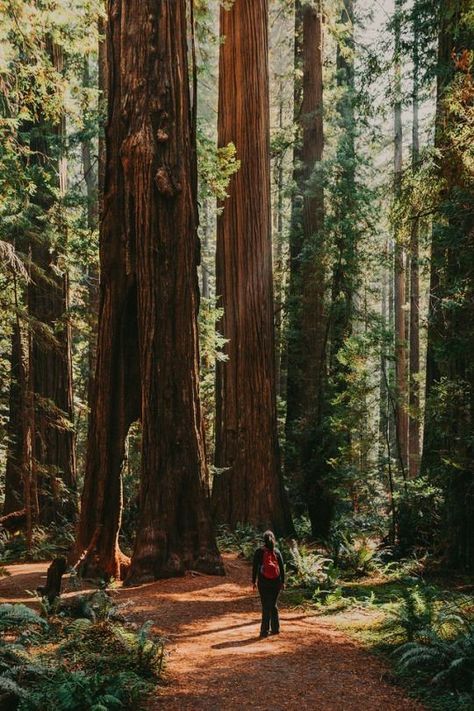 Solitude Tom Core, Redwood National Park, National Parks Photography, Landscape Images, National Park California, Summer 2025, Forest Bathing, Redwood Forest, California National Parks