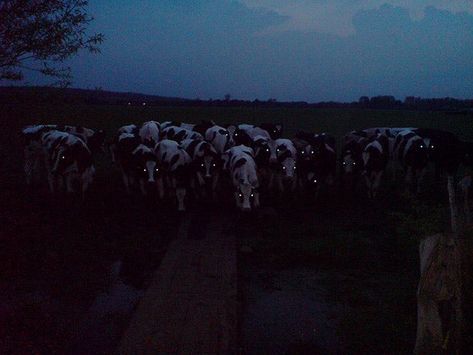 Cows At Night, Southern Gothic Aesthetic, Midwest Emo, American Gothic, Southern Gothic, Gothic Aesthetic, Film Stills, Night Looks, Short Film